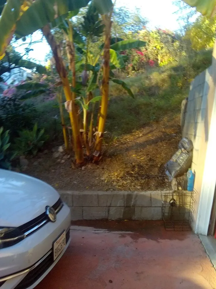 Professional yard cleanup service in Los Angeles, CA by Ryder's Elite Services