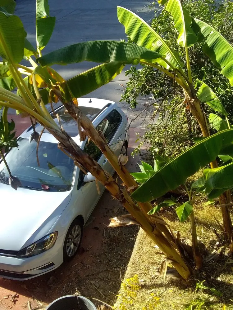 Top-rated garden landscaping experts serving Los Angeles, CA - Ryder's Elite Services