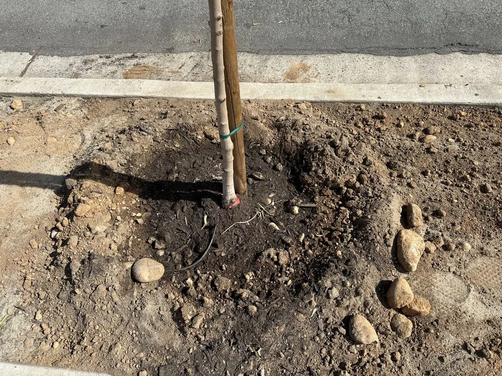 Affordable landscape design in San Diego, CA by Ryel Landscapes & Home Services