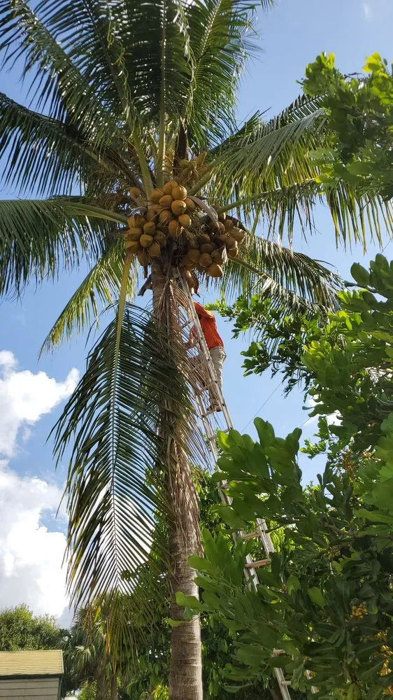 Local lawn mowing service in Riviera Beach, FL - Rylies Landscape & Design