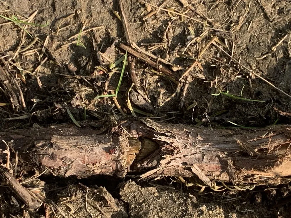 Expert garden landscaping in Frisco, TX - Ryno Lawn Care