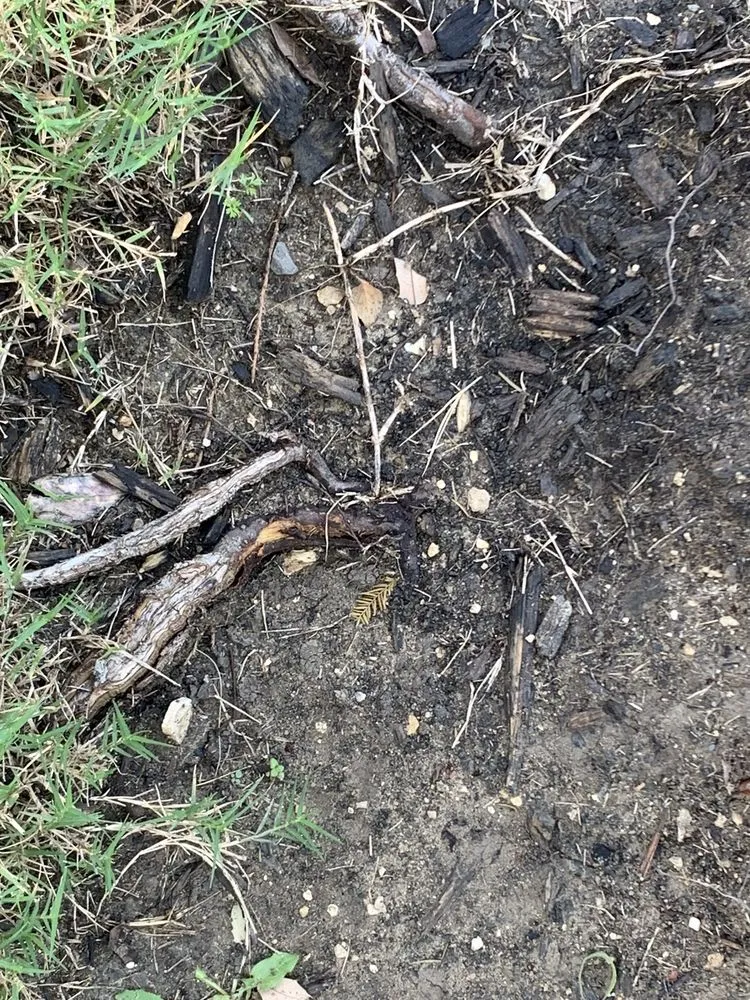 Affordable garden landscaping experts serving Frisco, TX - Ryno Lawn Care