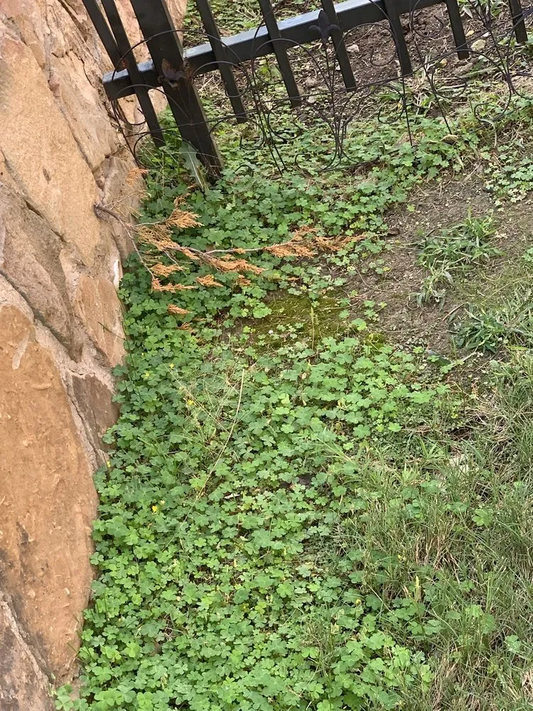 Top-rated garden landscaping near you in Frisco, TX by Ryno Lawn Care