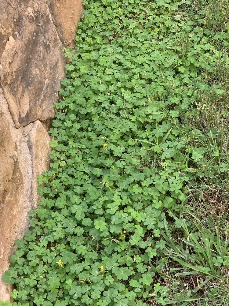 Top-rated yard maintenance for homes in Frisco, TX by Ryno Lawn Care