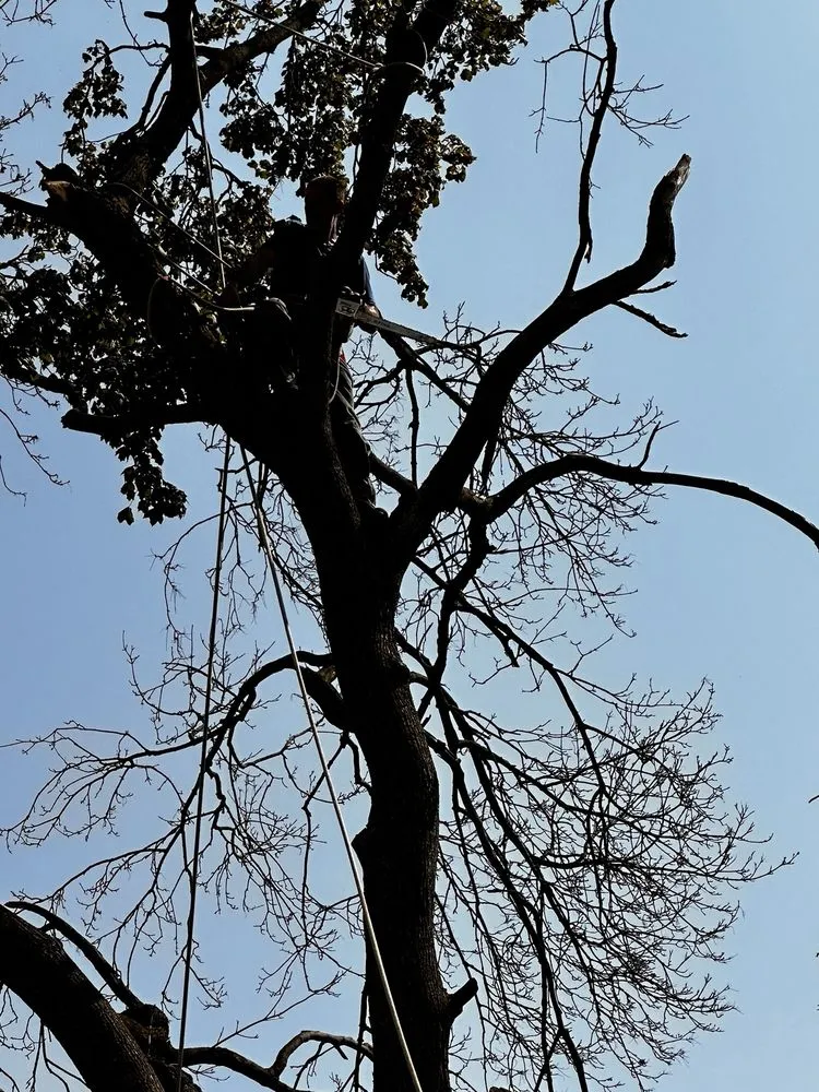 Trusted landscape design in Indianapolis, IN - S & B Tree Care