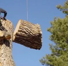 Expert lawn care service in Indianapolis, IN - S & B Tree Care