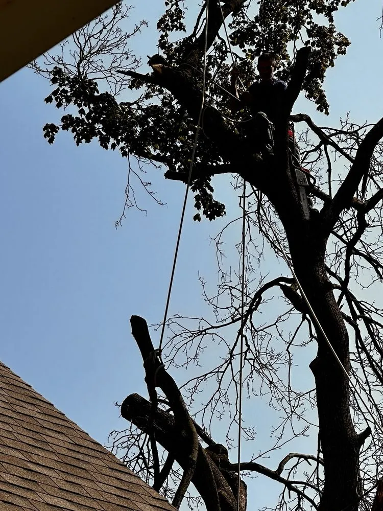 Custom landscape installation near you across Indianapolis, IN - S & B Tree Care