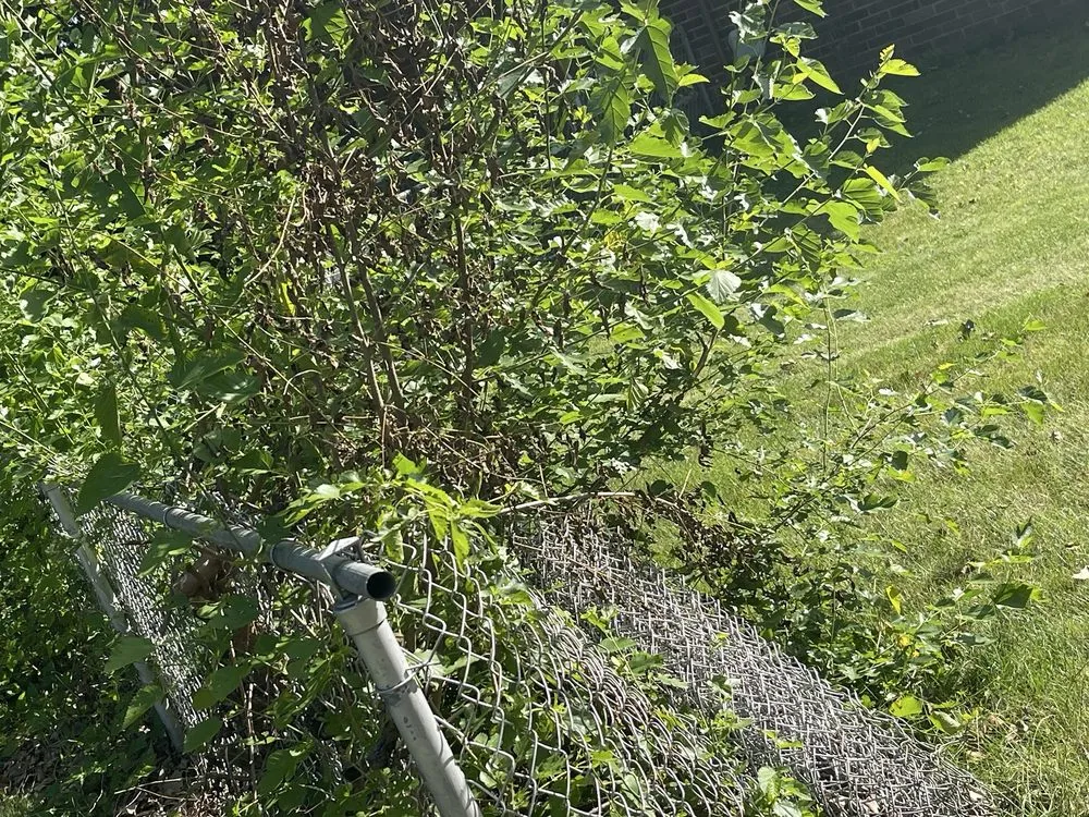 Custom landscape installation experts serving Indianapolis, IN - S & B Tree Care