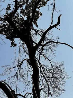 S & B Tree Care Logo