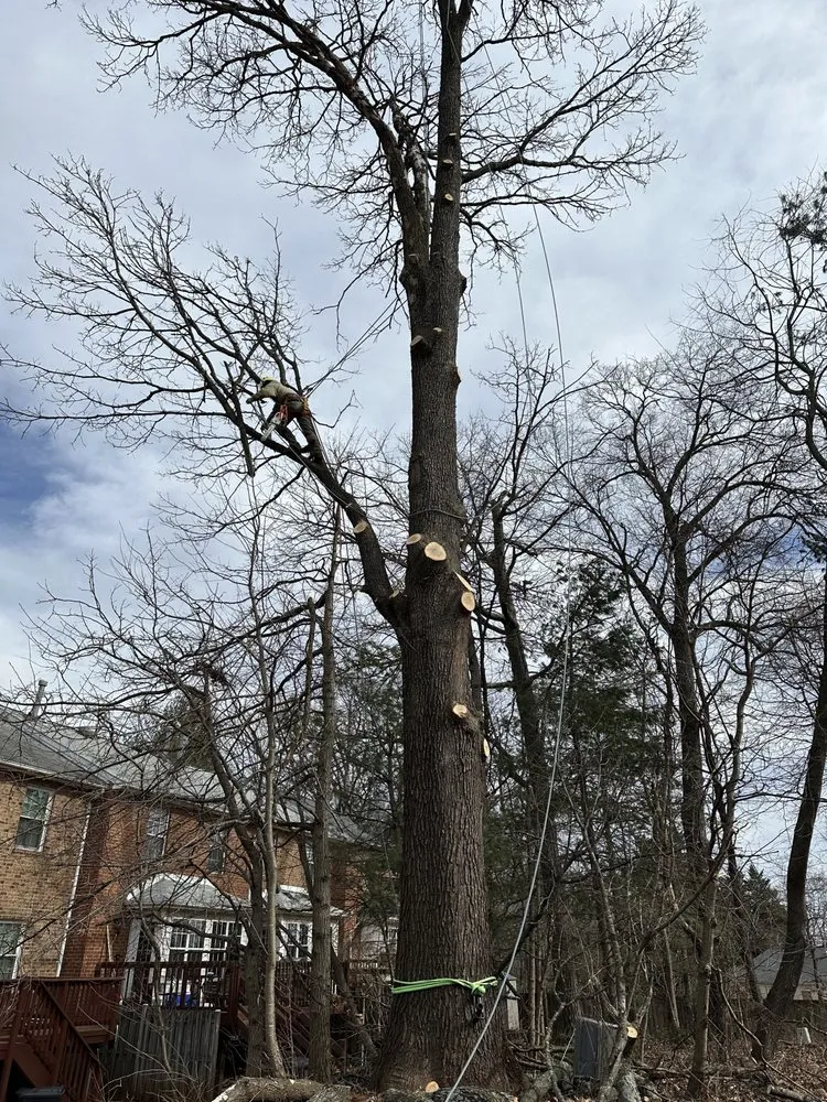 Expert lawn mowing service in Culpeper, VA by S & D Tree Service and Remodeling