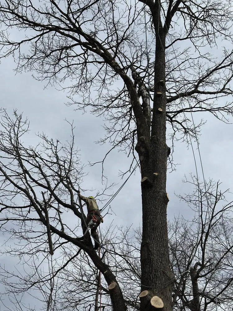 Top-rated landscape installation in Culpeper, VA by S & D Tree Service and Remodeling
