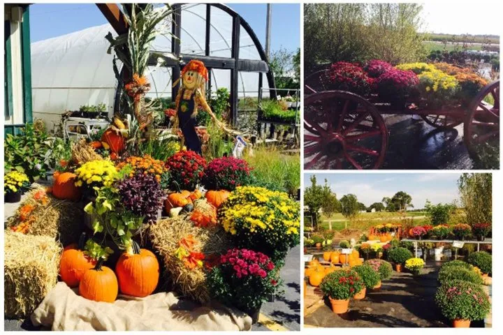 Affordable landscape design experts serving Roscoe, IL - S & H Nursery