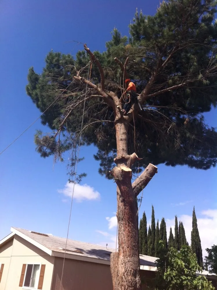 Reliable lawn mowing service for beautiful yards in Riverside, CA by S & H Tree & Arborist Service