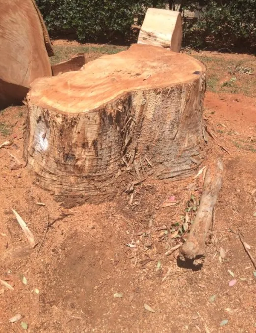 Reliable residential landscaping in Riverside, CA - S & H Tree & Arborist Service