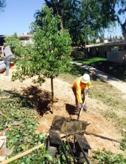 Affordable outdoor landscaping in Riverside, CA by S & H Tree & Arborist Service