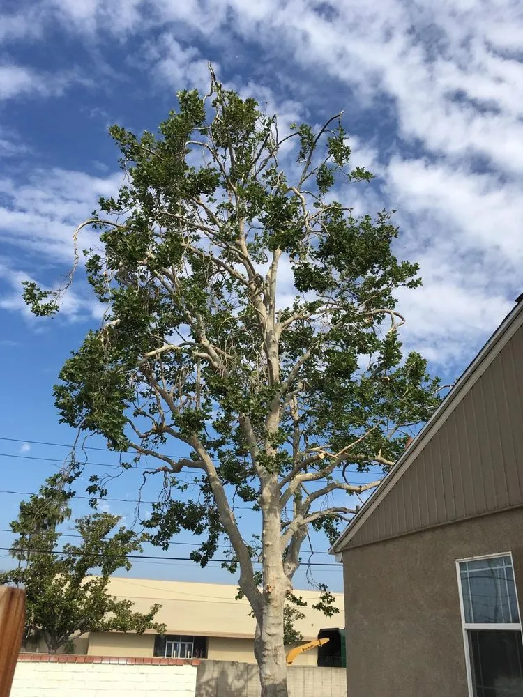 Custom yard cleanup service in Riverside, CA - S & H Tree & Arborist Service