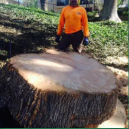 Expert landscape design experts serving Riverside, CA - S & H Tree & Arborist Service