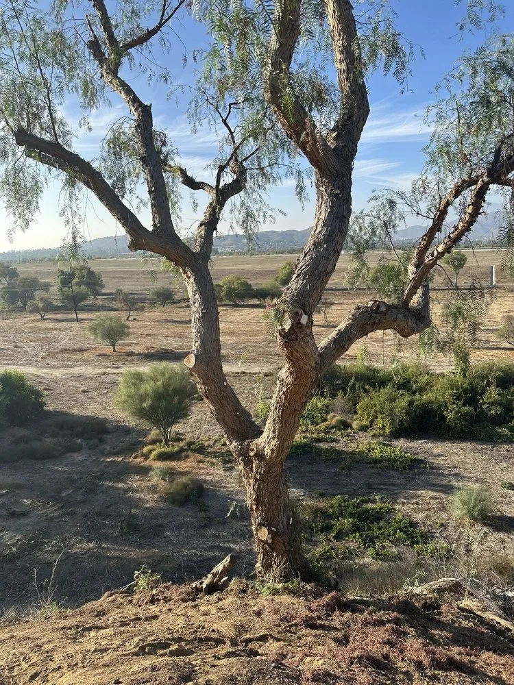 Reliable landscaping services in Riverside, CA by S & H Tree & Arborist Service