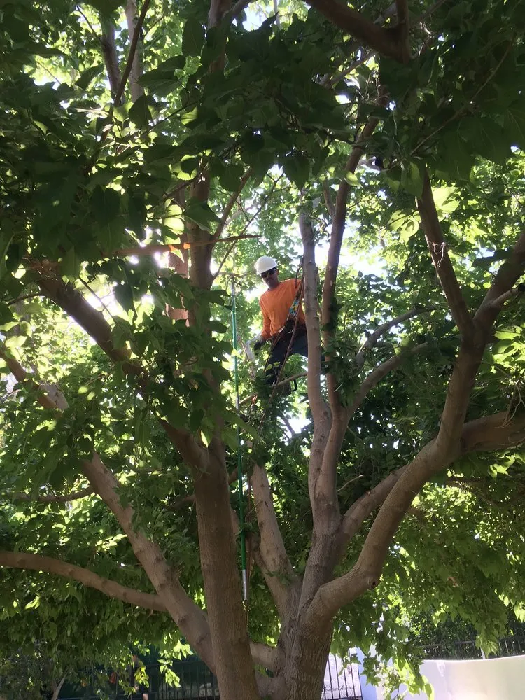 Custom yard maintenance for outdoor upgrades across Riverside, CA - S & H Tree & Arborist Service