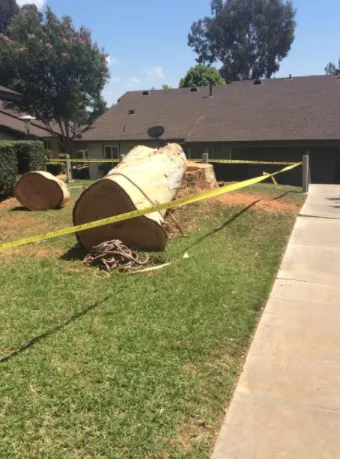 Affordable residential landscaping in Riverside, CA - S & H Tree & Arborist Service