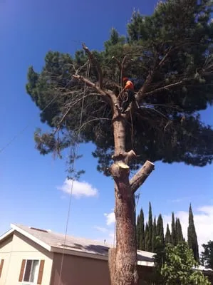 S & H Tree & Arborist Service Logo