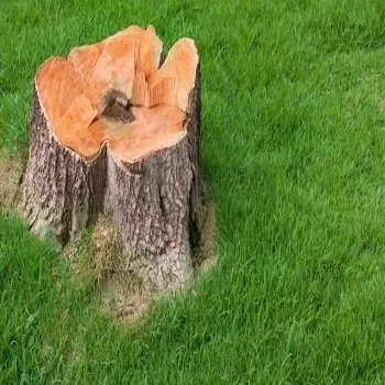 Local outdoor landscaping in Shreveport, LA by S & J Land Services