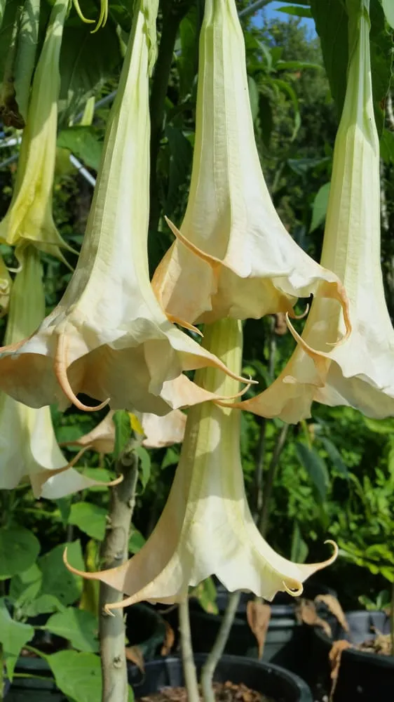 Professional yard maintenance experts serving Saint Augustine, FL - S & J Tree Farm and Nursery Inc.