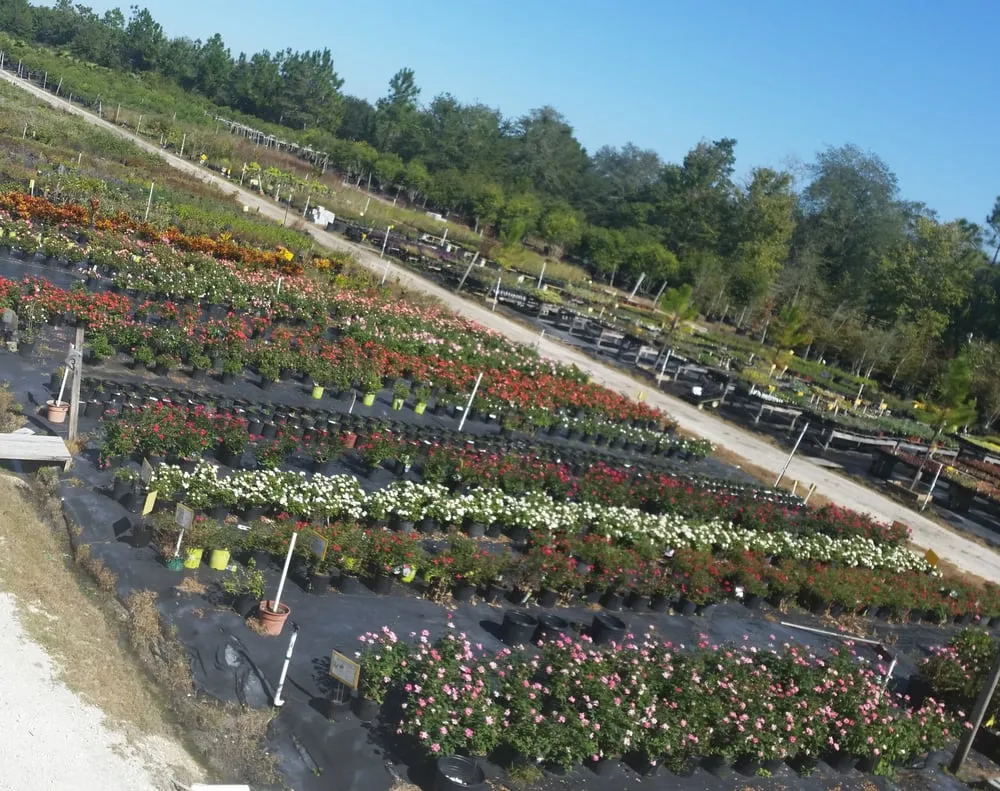 Custom lawn care service for residential properties in Saint Augustine, FL by S & J Tree Farm and Nursery Inc.