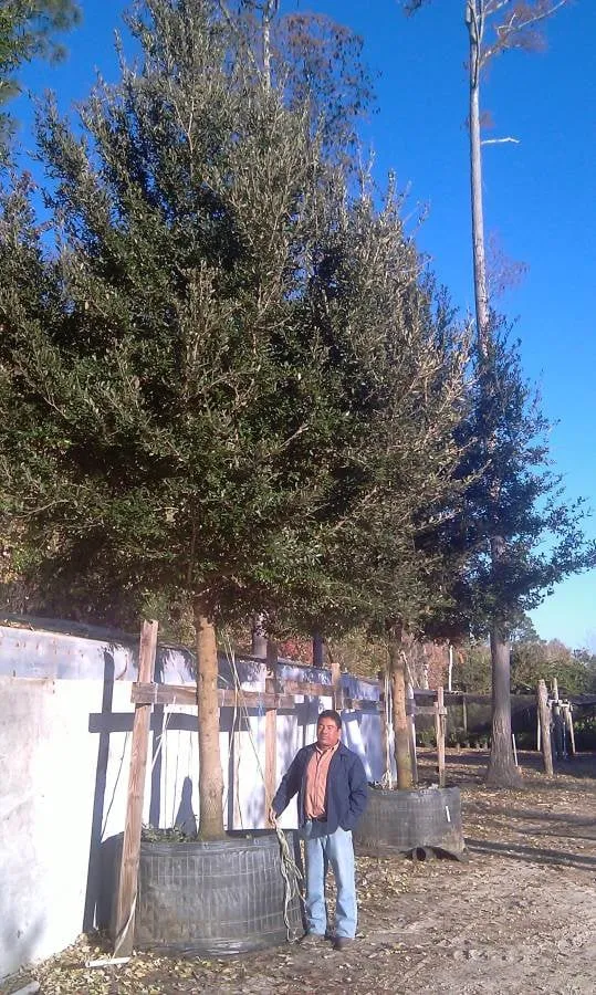 Expert yard maintenance in Saint Augustine, FL - S & J Tree Farm and Nursery Inc.