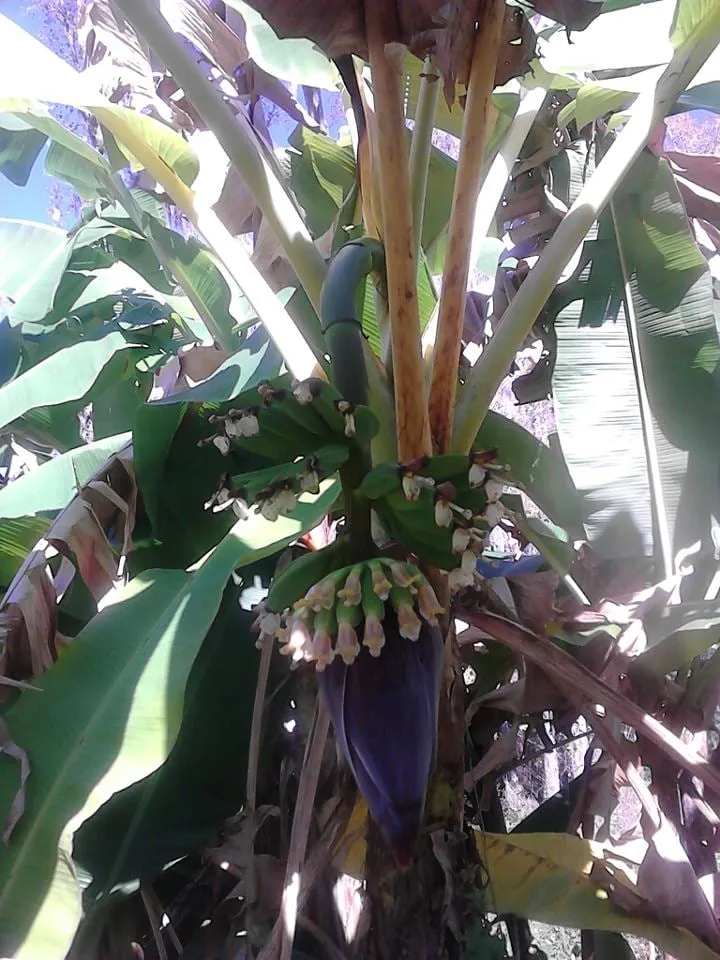 Professional residential landscaping in Saint Augustine, FL - S & J Tree Farm and Nursery Inc.