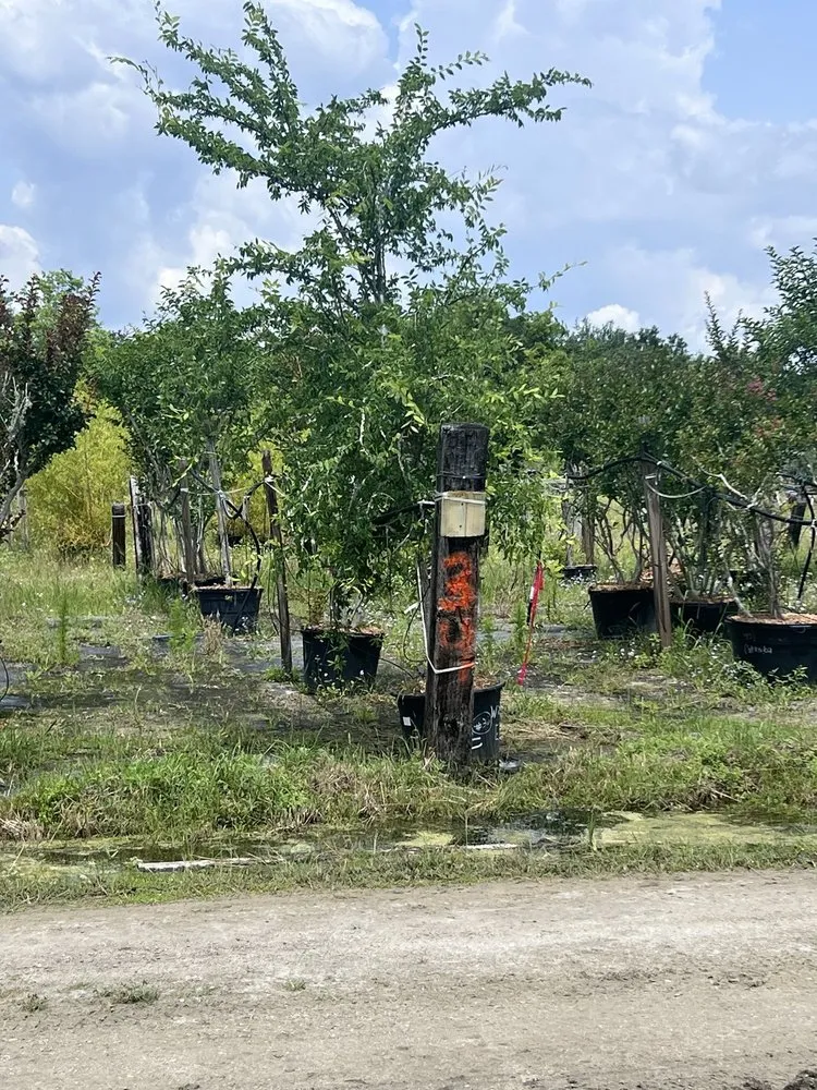 Professional outdoor landscaping for residential properties across Saint Augustine, FL - S & J Tree Farm and Nursery Inc.