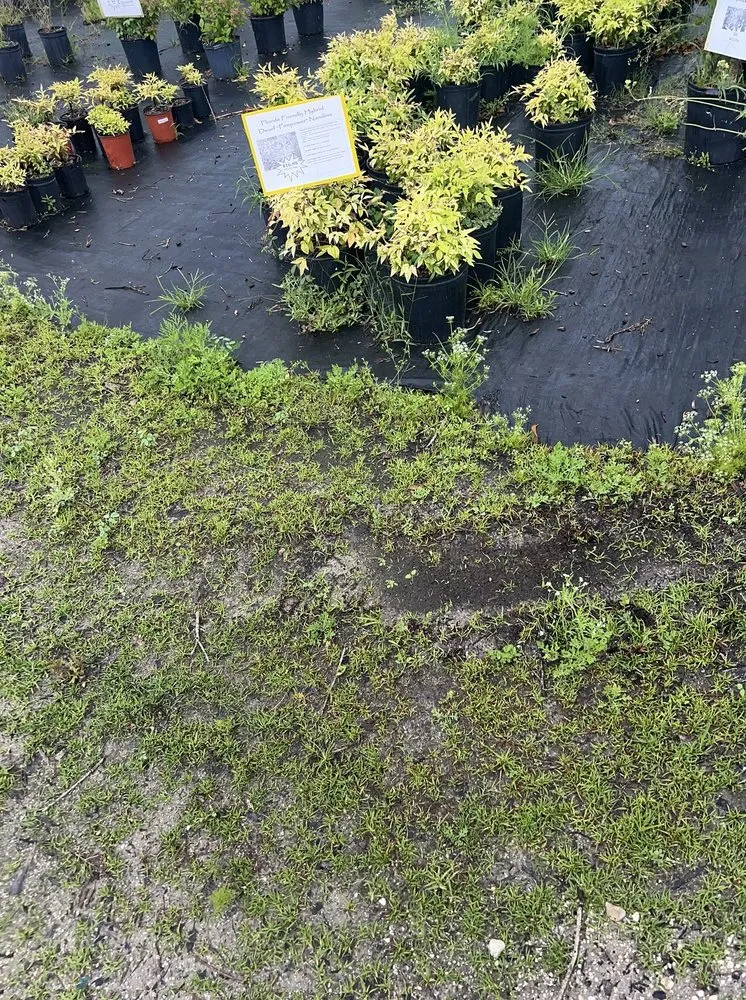 Professional residential landscaping in Saint Augustine, FL by S & J Tree Farm and Nursery Inc.