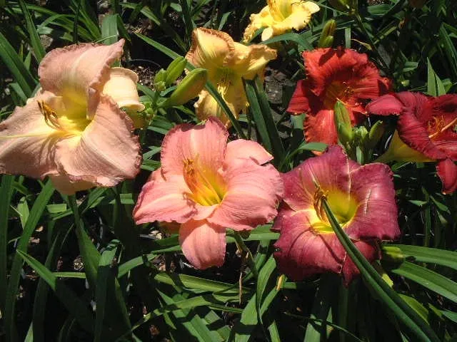 Affordable outdoor landscaping near you in Saint Augustine, FL by S & J Tree Farm and Nursery Inc.