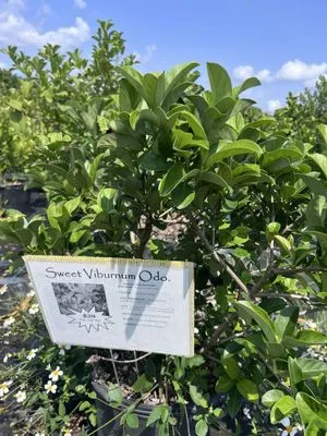 S & J Tree Farm and Nursery Inc.