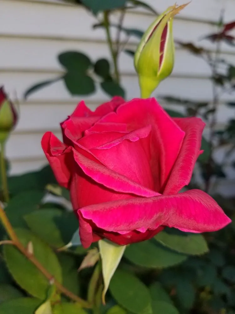 Custom lawn care service with custom design across Portland, OR - S & M Landscape Maintenance