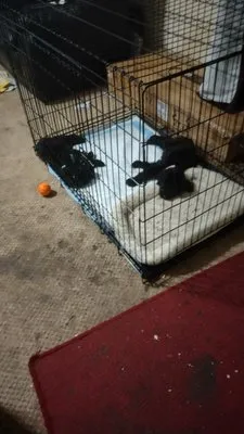 S & P landscaping Logo