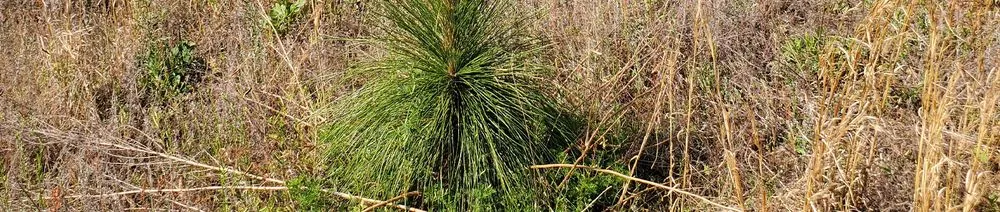 Local garden landscaping for residential properties in Maxton, NC by S & S Brothers Lawn Care Services