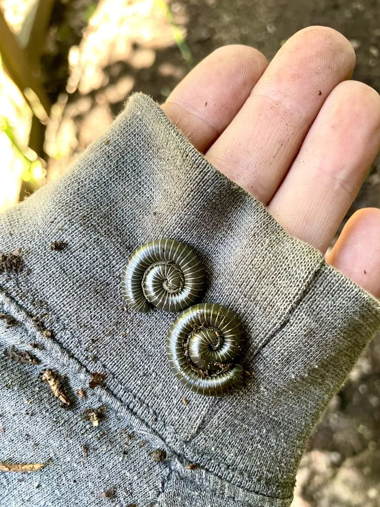 Reliable lawn mowing service for homes in Oakridge, OR by S & S Lawn and Garden