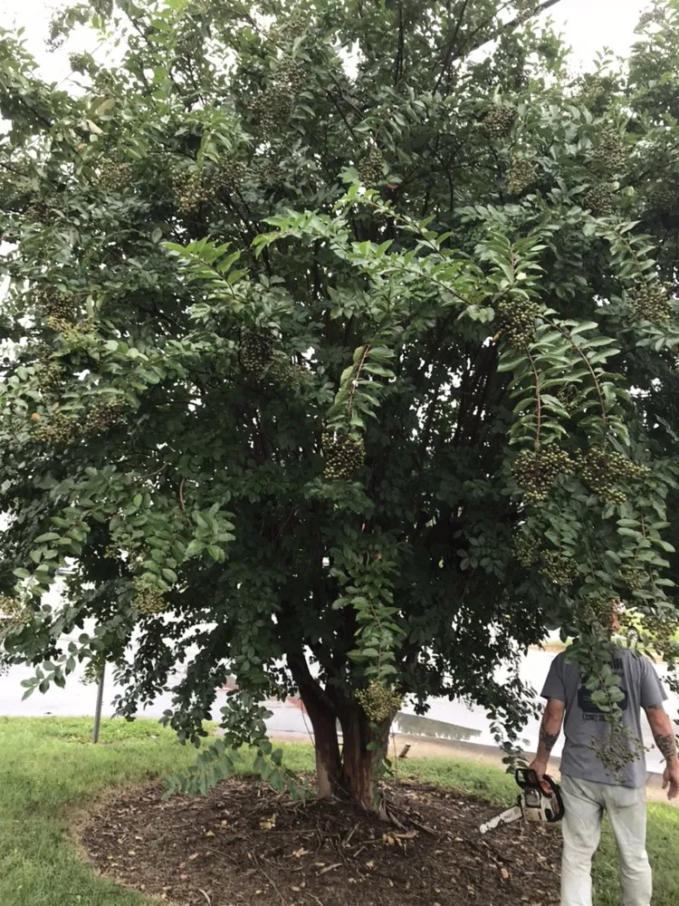 Top-rated residential landscaping for year-round maintenance in New London, NC by S & S Lawn Care
