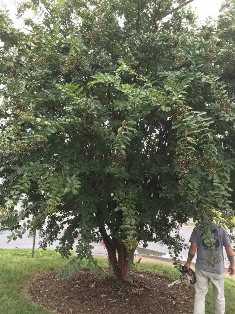 Expert landscape installation near you in New London, NC by S & S Lawn Care