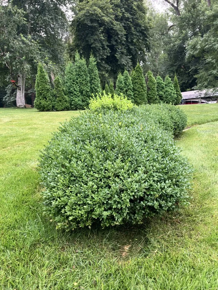 Top-rated landscaping services near you in Lakeville, MN by S & Sam’s Lawn & Landscape