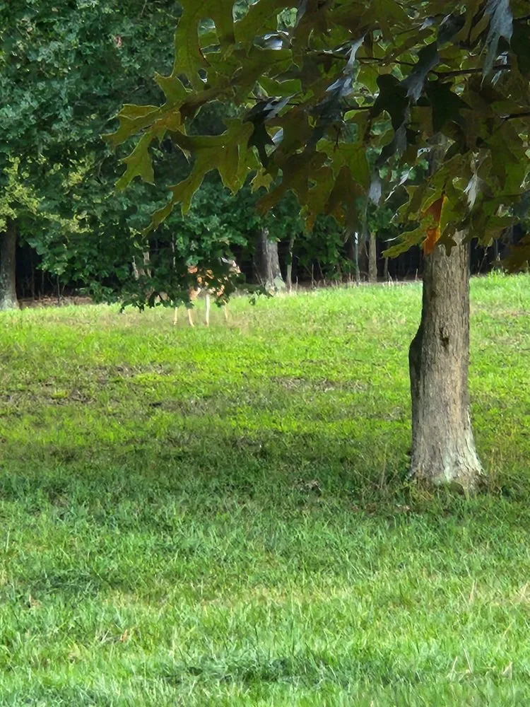 Top-rated landscaping services for residential properties in Marmaduke, AR by S & W lawncare