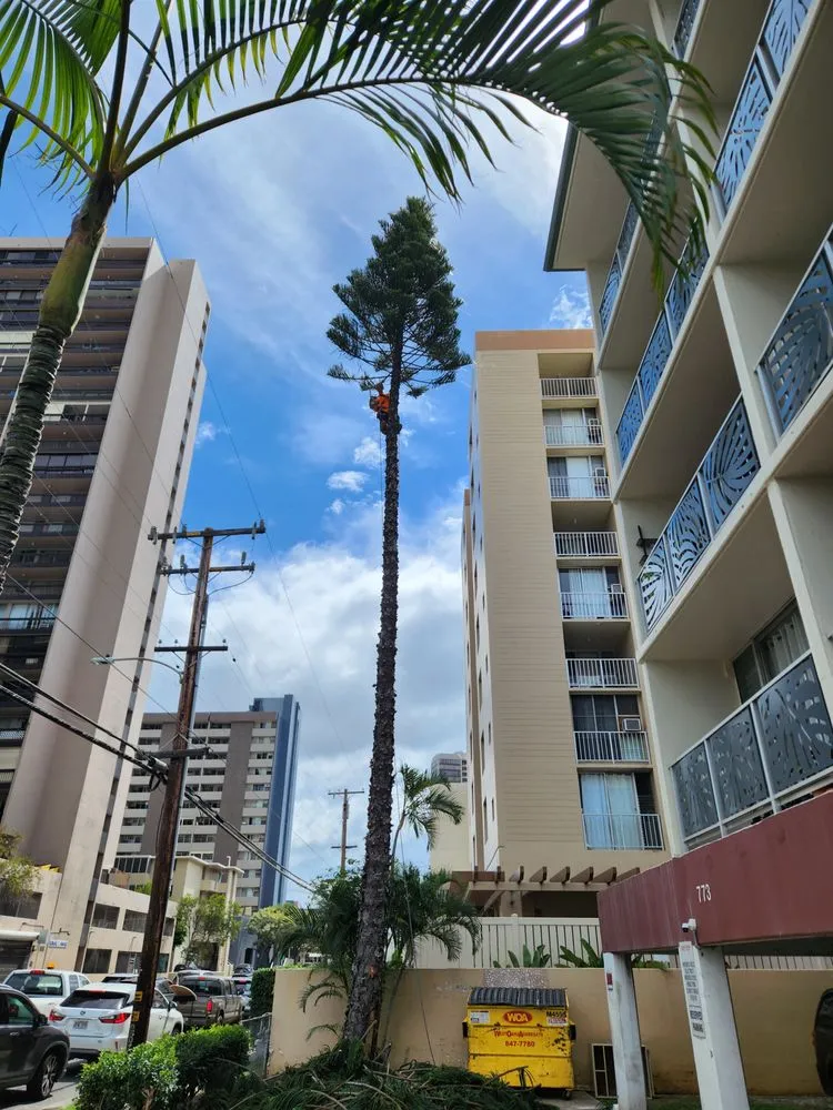 Top-rated lawn mowing service in Honolulu, HI by S A & Brothers