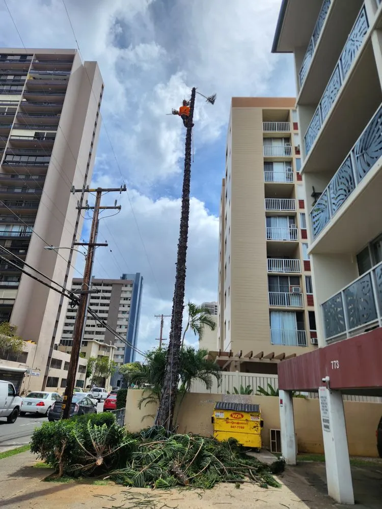 Top-rated landscape installation in Honolulu, HI - S A & Brothers