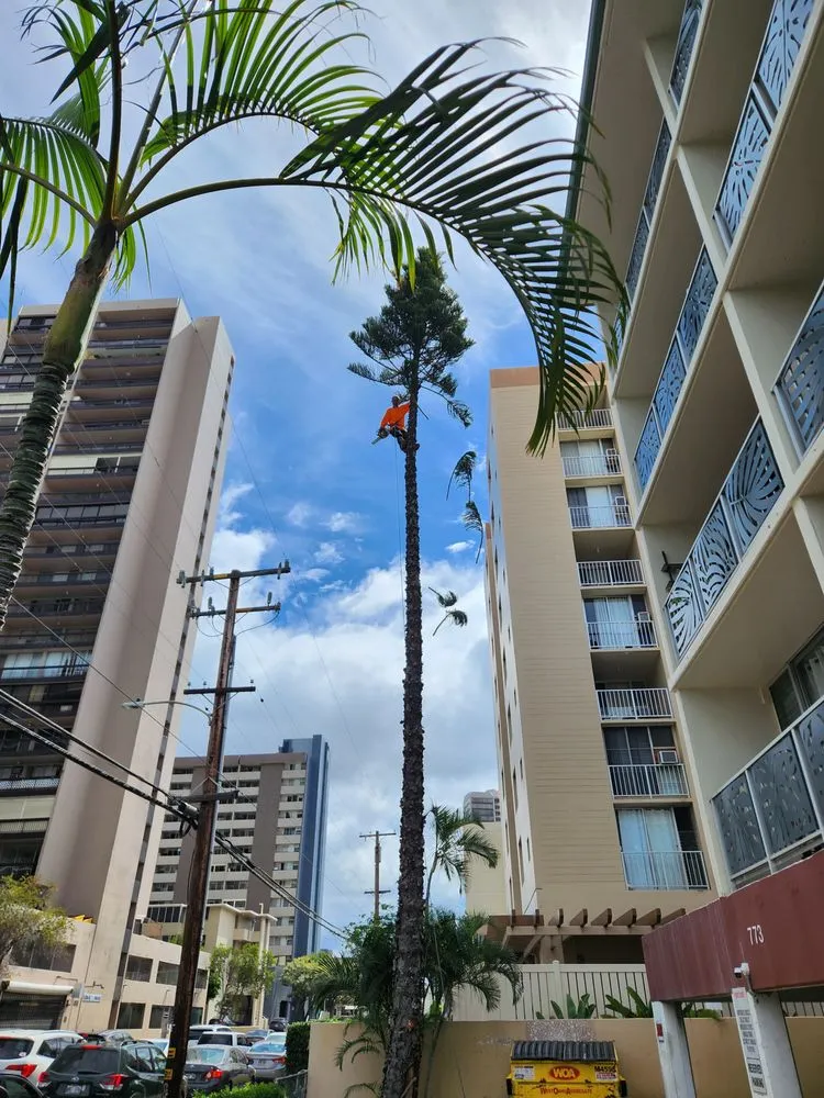 Trusted lawn mowing service in Honolulu, HI - S A & Brothers