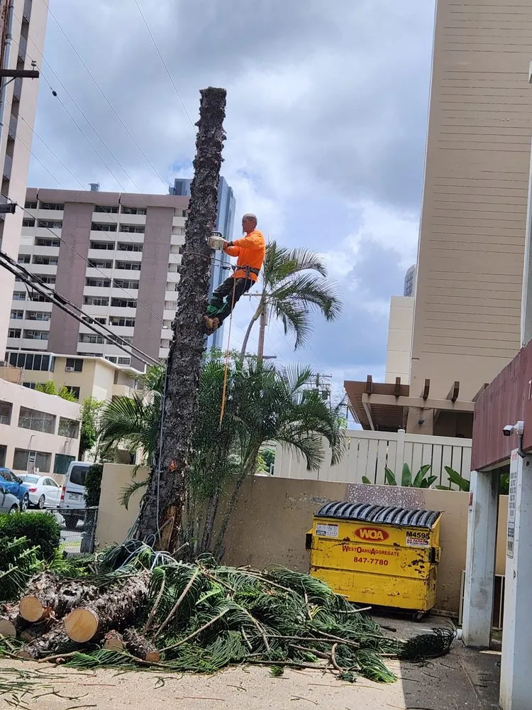 Top-rated landscape design in Honolulu, HI - S A & Brothers