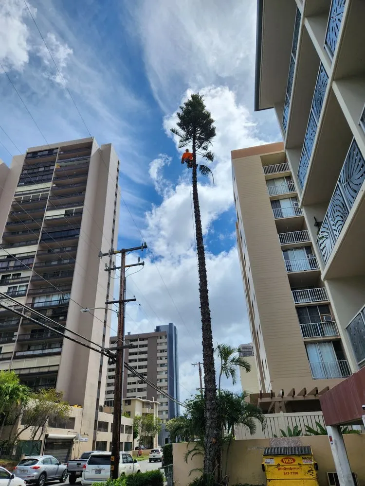 Reliable lawn care service in Honolulu, HI by S A & Brothers