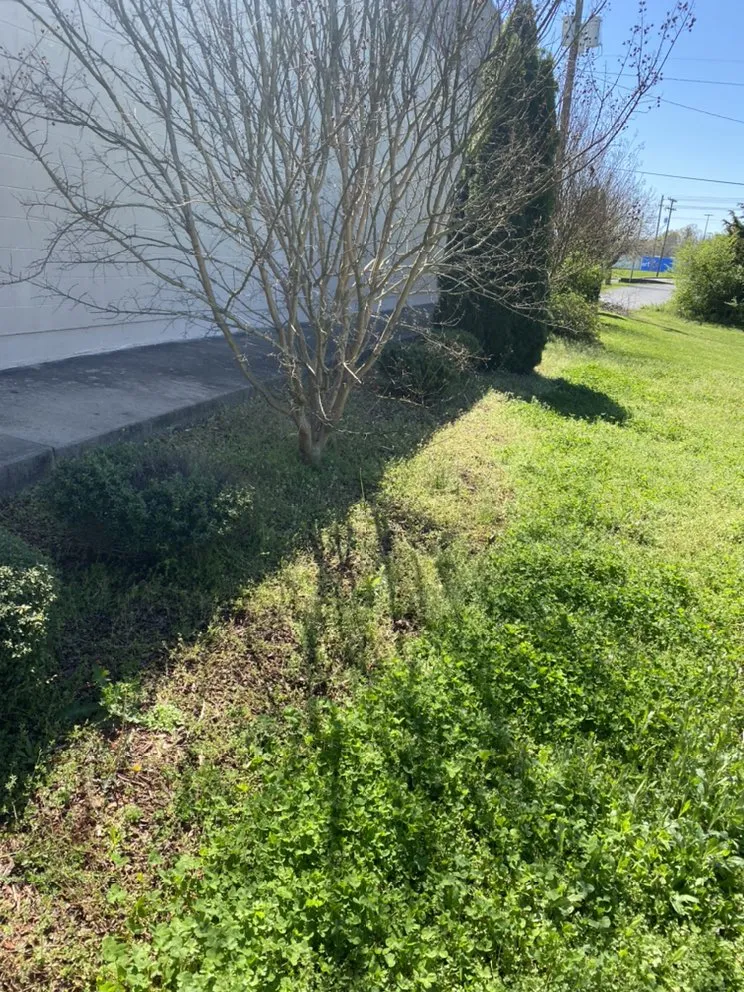 Trusted yard cleanup service experts serving Dalton, GA - S A Landscaping