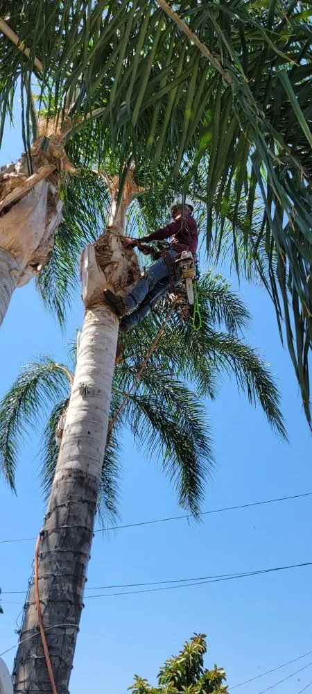 Top-rated landscaping services in La Puente, CA - S A Landscaping Services