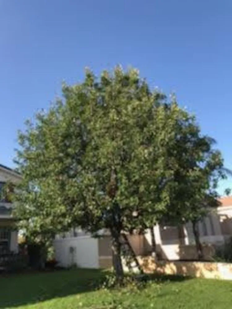 Reliable yard maintenance in La Puente, CA - S A Landscaping Services